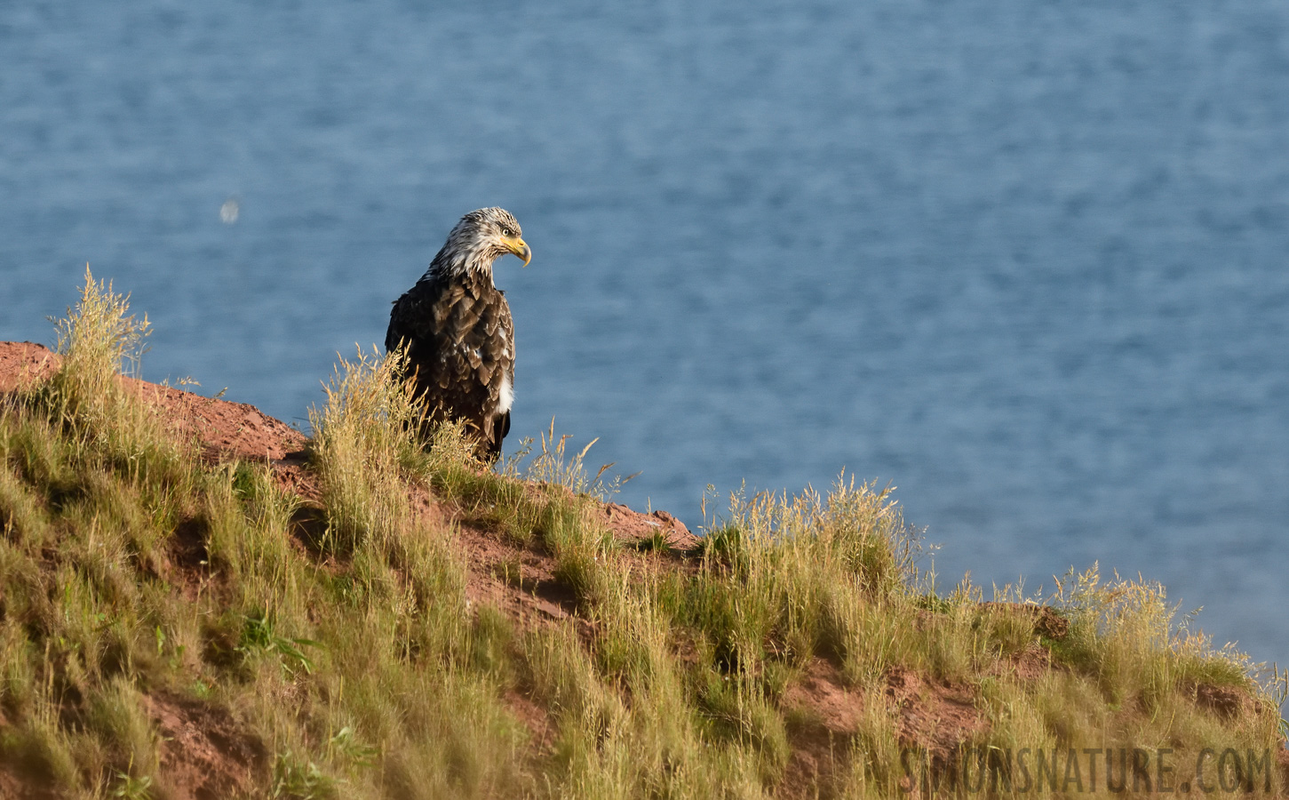 Haliaeetus leucocephalus washingtoniensis [400 mm, 1/1600 Sek. bei f / 9.0, ISO 1600]